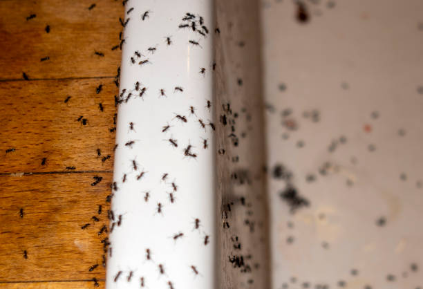 Best Pest Control Near Me  in Socorro, NM