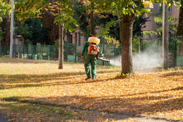 Wasp Removal Services in Socorro, NM