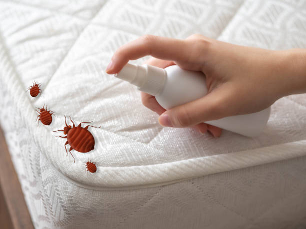 Professional Pest Control in Socorro, NM