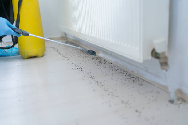 Best Pest Prevention Services  in Socorro, NM